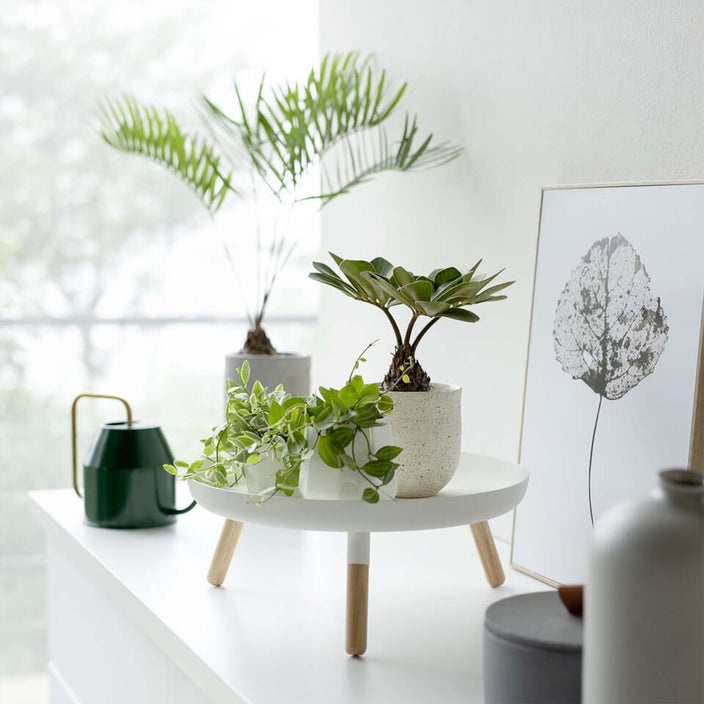 新緑の季節にはじめる植物のある暮らし